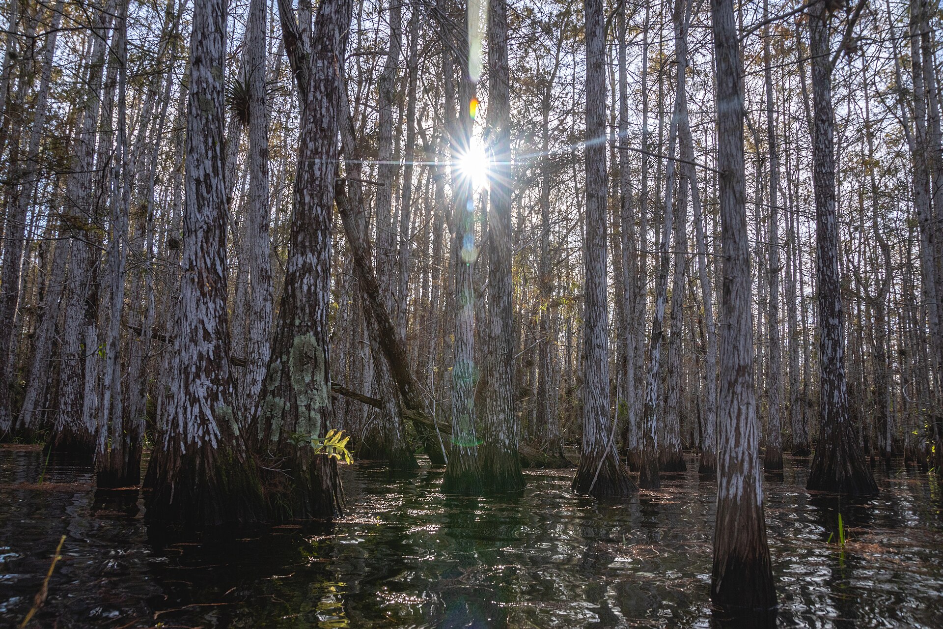 Everglades alligator wetland