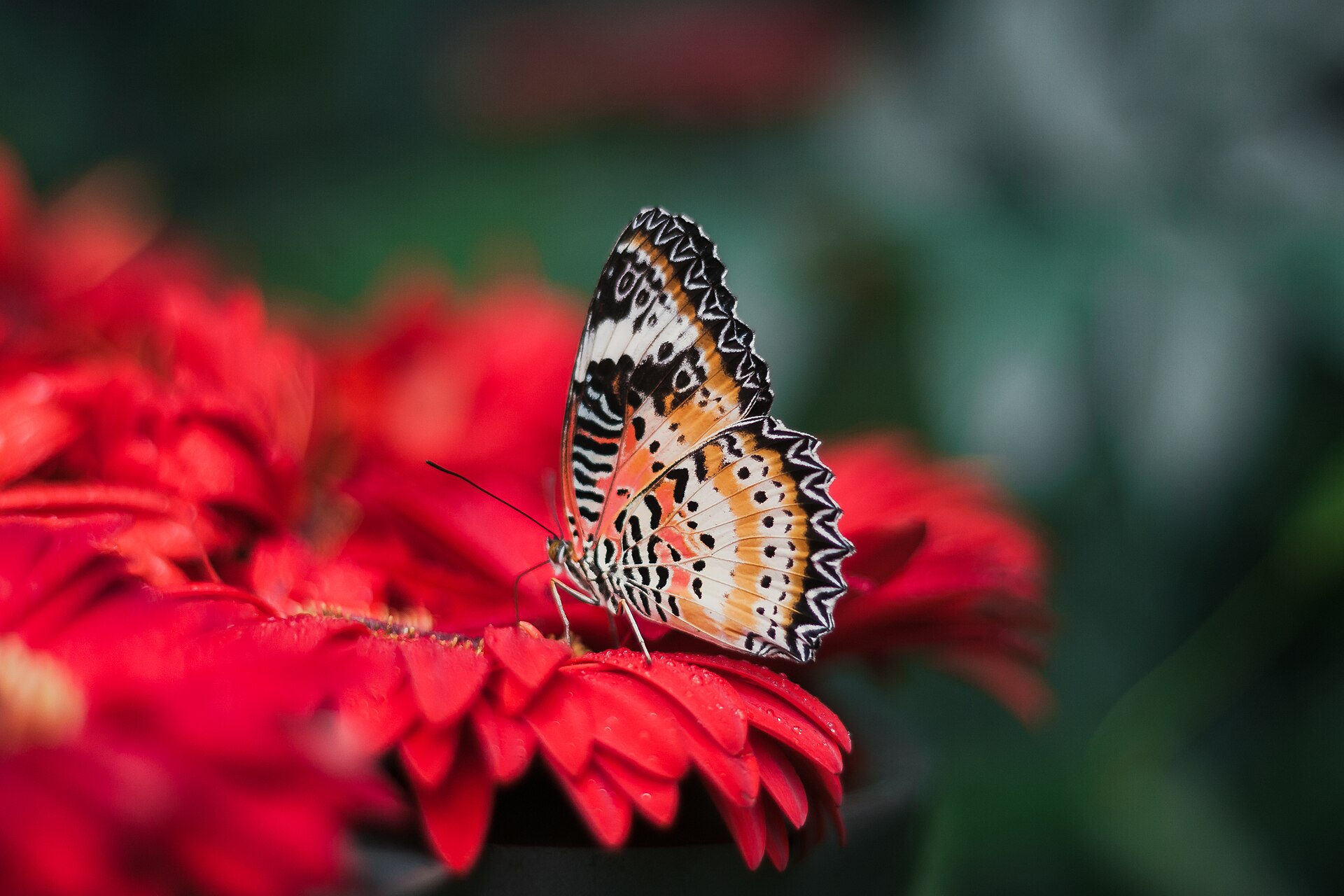 butterfly close up flower
