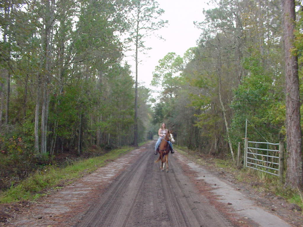 horse riding trail Florida