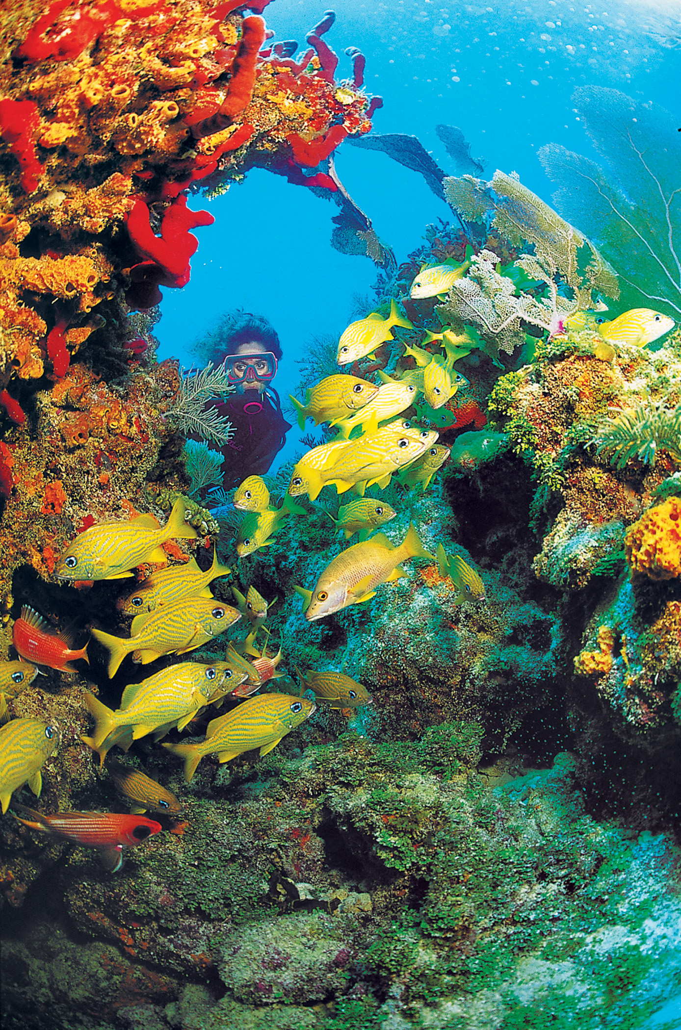 Florida reef diving