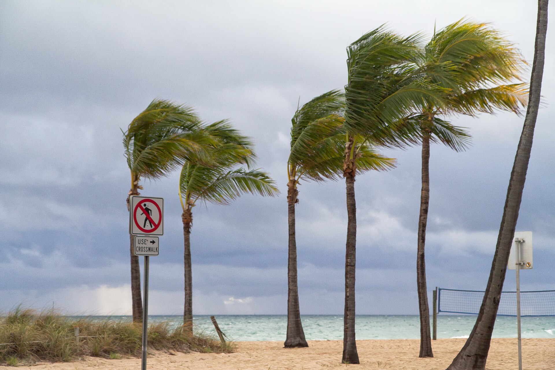 Fort Lauderdale beach palm