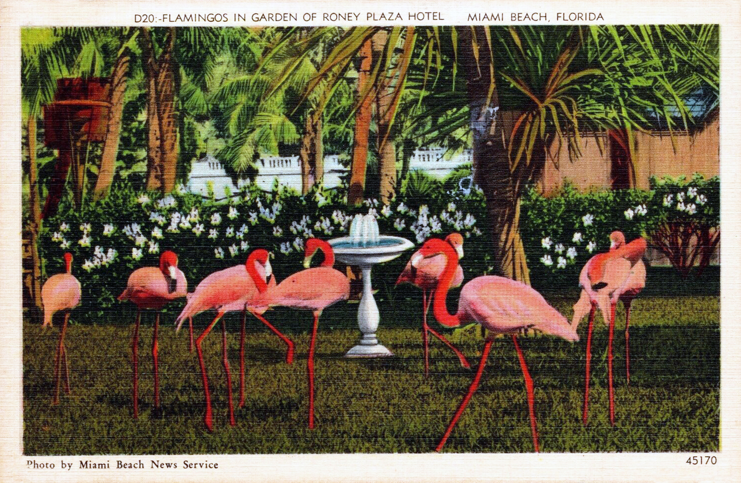Flamingo Gardens Florida birds