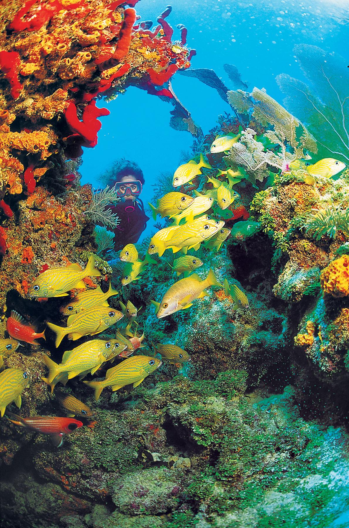 Florida reef diving