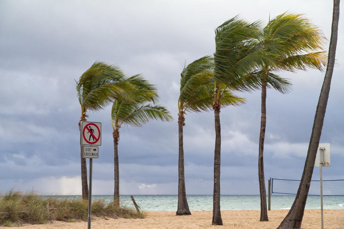 Fort Lauderdale beach palm