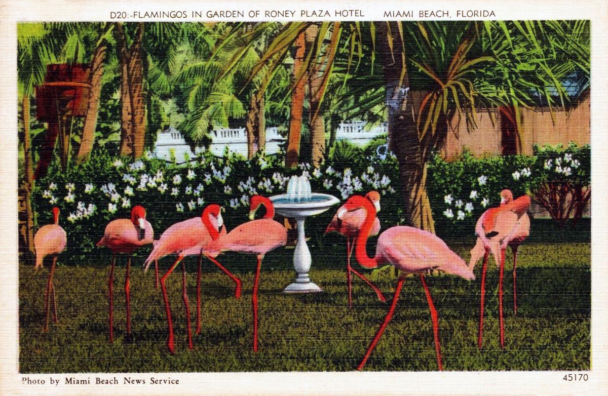 Flamingo Gardens Florida birds